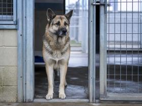 Large tan and black shepherd mix looking out from a kennel run at an animal shelter