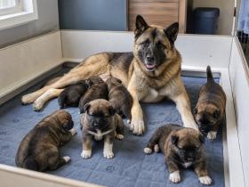 Litter of shepherd-type puppies on washable mats in a home whelping area