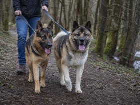 German Shepherd and a heavier shepherd-type mix walking on leash together on a wooded trail